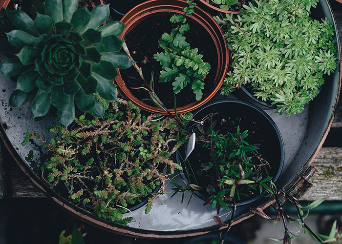 Ingredient Spotlight: Purslane