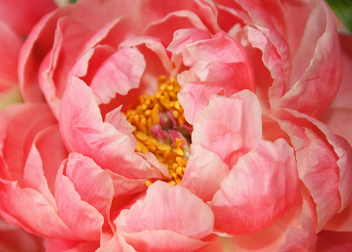 Ingredient Spotlight: Peonies